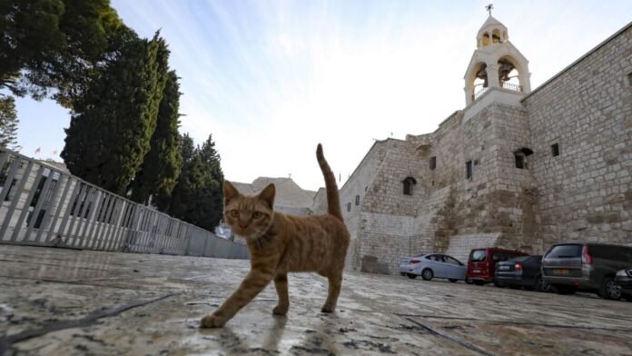600 km on all fours: do cats have a superpower to find their way?

