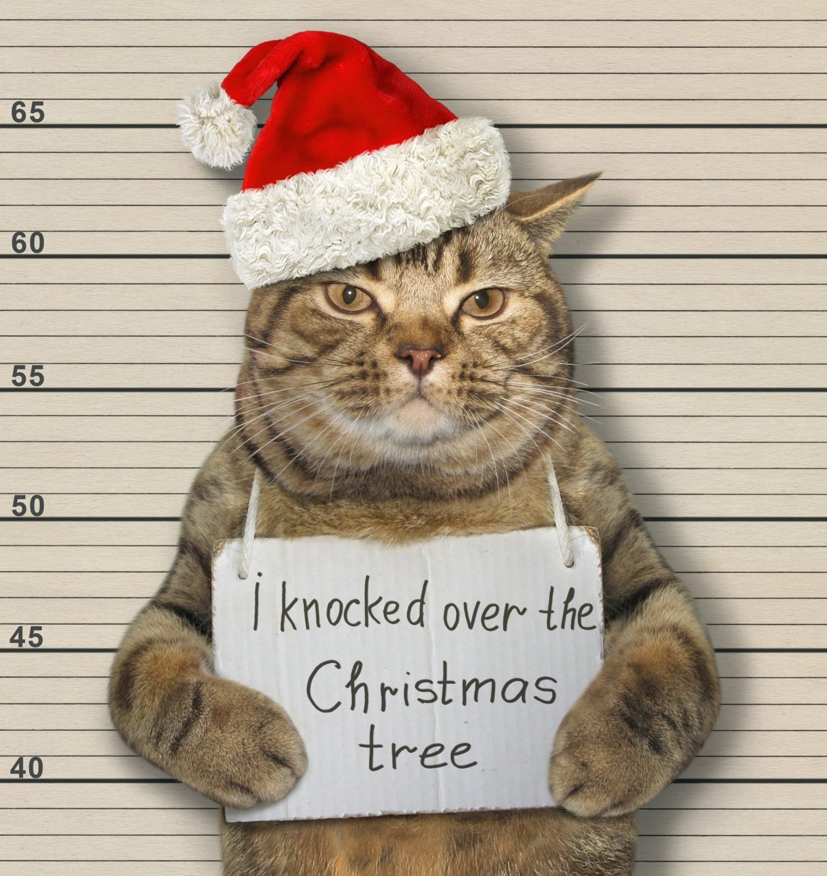 Cat accused of destroying the Christmas tree