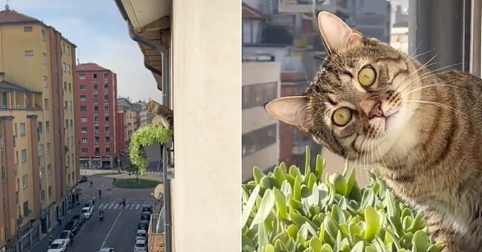 At the window of his apartment, he films a fantastic scene when he sees the neighbor's cat spying on him

