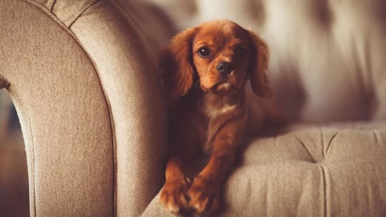 Dog: Get rid of hair on carpets and sofas!
