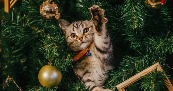 How do you protect your tree from attacks by your cat?

