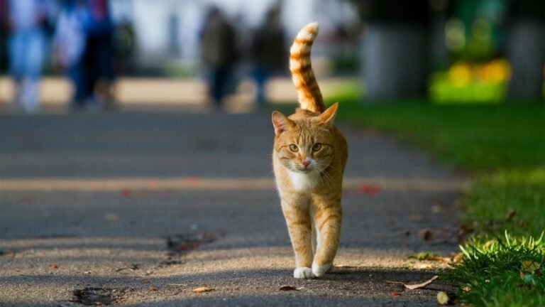 Hundreds of km to find their master: do cats have superpowers?