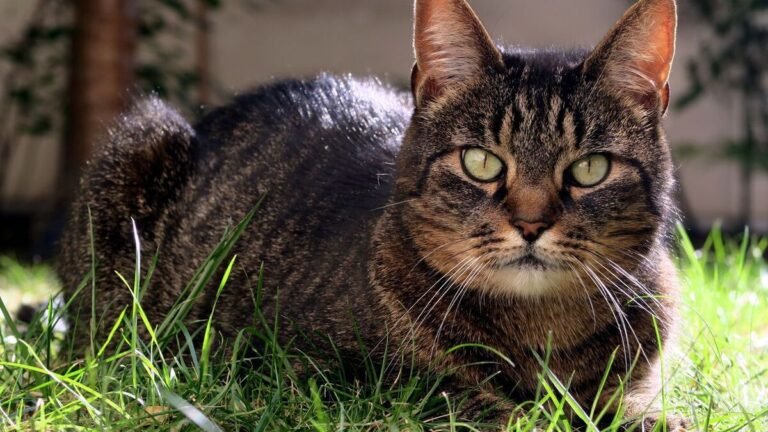 Man sentenced to 10 months in prison for filming himself skinning a cat
