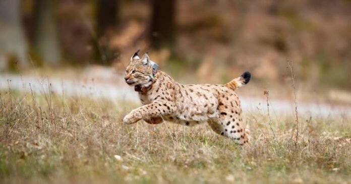  Mosel.  Two loose kittens in the northern Vosges

