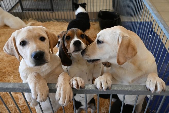 Puppy fair in the Grande Halle d’Auvergne (Puy-de-Dôme): how to choose your animal well so that it is happy?