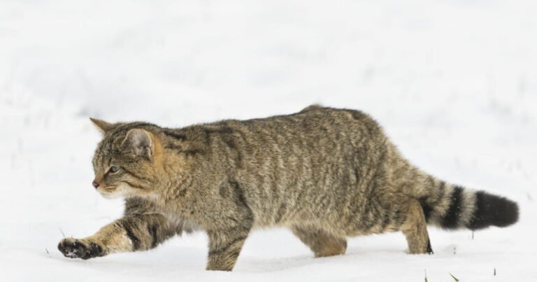 Saint-Jean-De-Thurigneux.  A forest cat in Dombes, good news for biodiversity