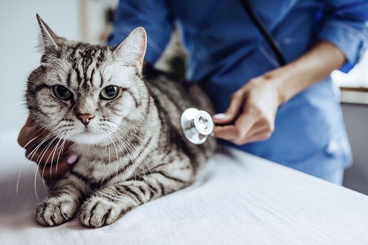 Cat examined by veterinarian