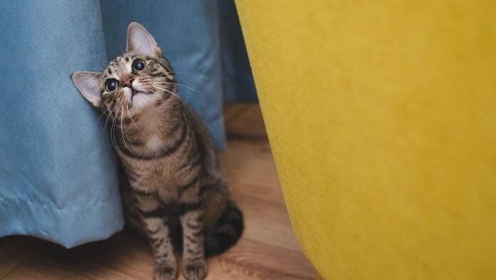 The beautiful story of the cat Coxi, who traveled 600 kilometers to find his masters

