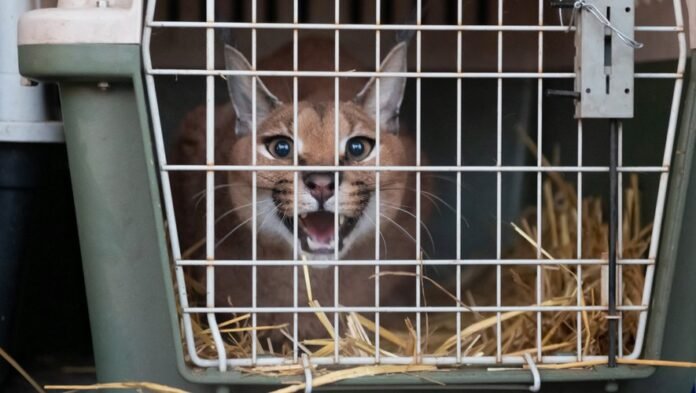 The gendarmes search his home for car theft and discover a caracal, a protected cat


