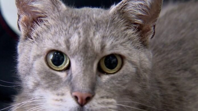 The incredible adventure of the cat Cocci, who disappeared for more than a year

