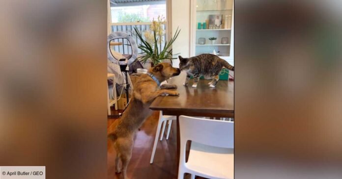 The reunion between this dog and this cat has cracked up internet users all over the world

