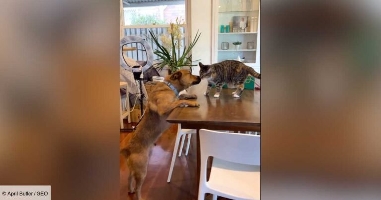 The reunion between this dog and this cat has cracked up internet users all over the world