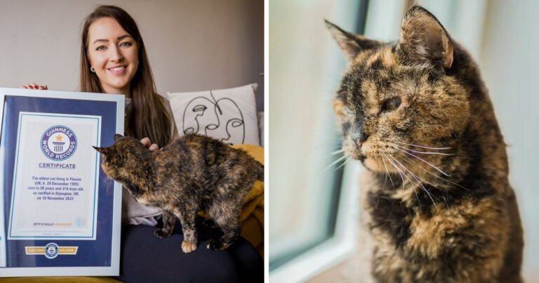 This is the oldest cat in the world, according to the Guinness Book of World Records
