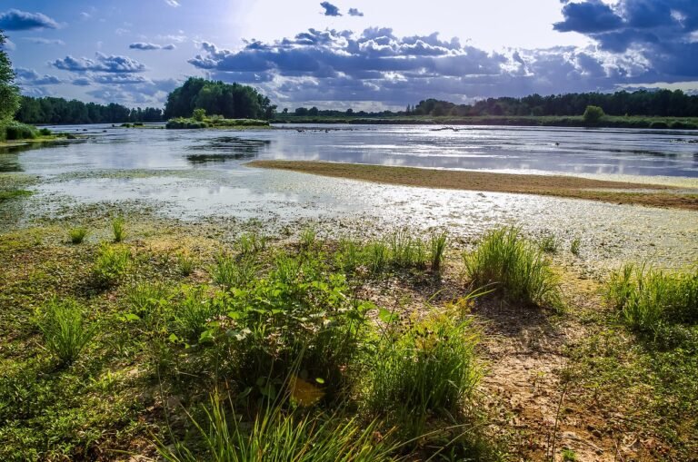 Wetlands are our “life insurance” in light of the combined climate and biodiversity crises