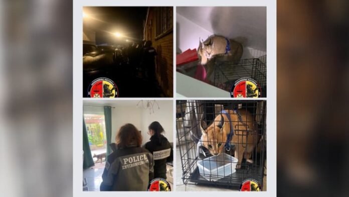 an illegally detained caracal found in a private home

