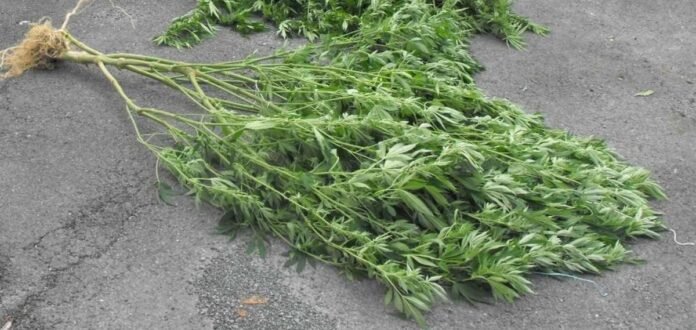 up to 4 years in prison after finding 1,100 cannabis plants ready to be planted in Saumo's forest

