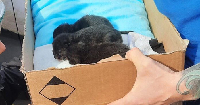 Newborn kittens found in attic with mother's help

