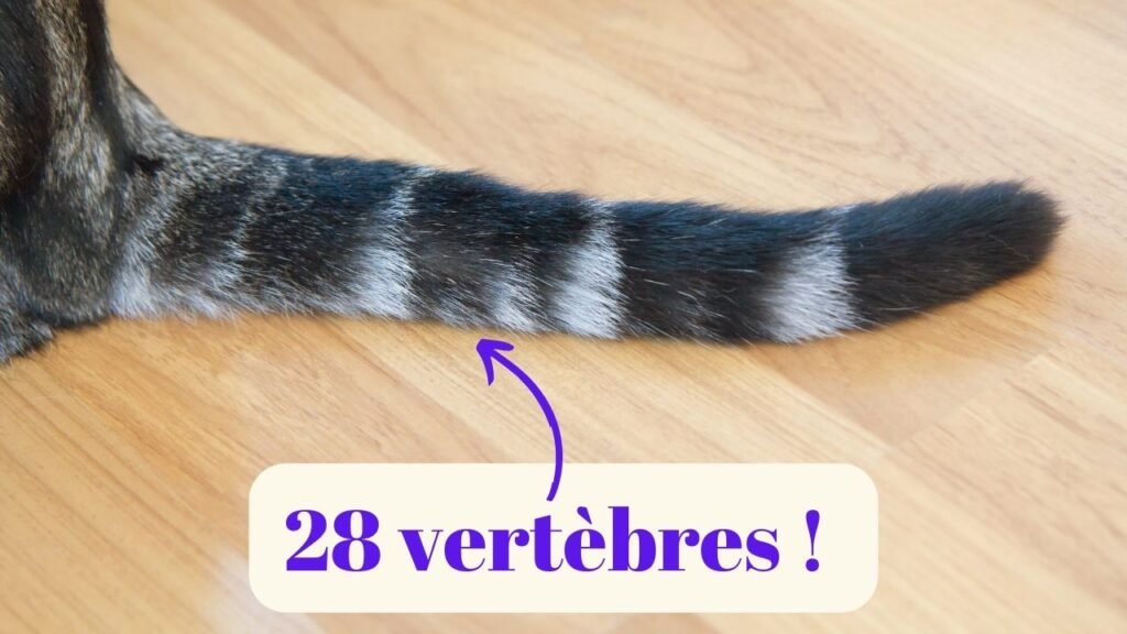 cat tail vertebrae