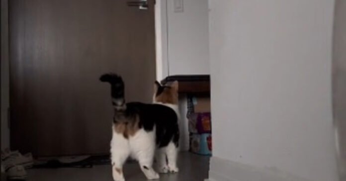 the video showing a cat's reaction to the departure of its mistress is moving internet users

