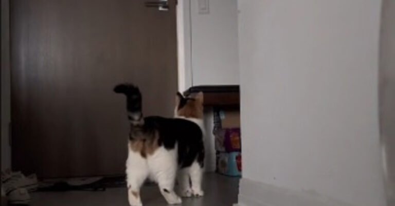 the video showing a cat’s reaction to the departure of its mistress is moving internet users