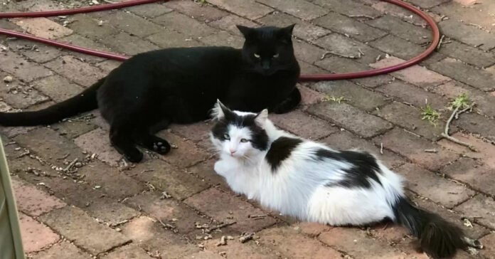 A stray cat befriends 2 indoor cats and never wants to leave them again

