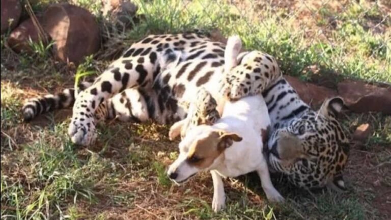They try to separate a “dangerous” jaguar from a helpless cub, but in vain…
