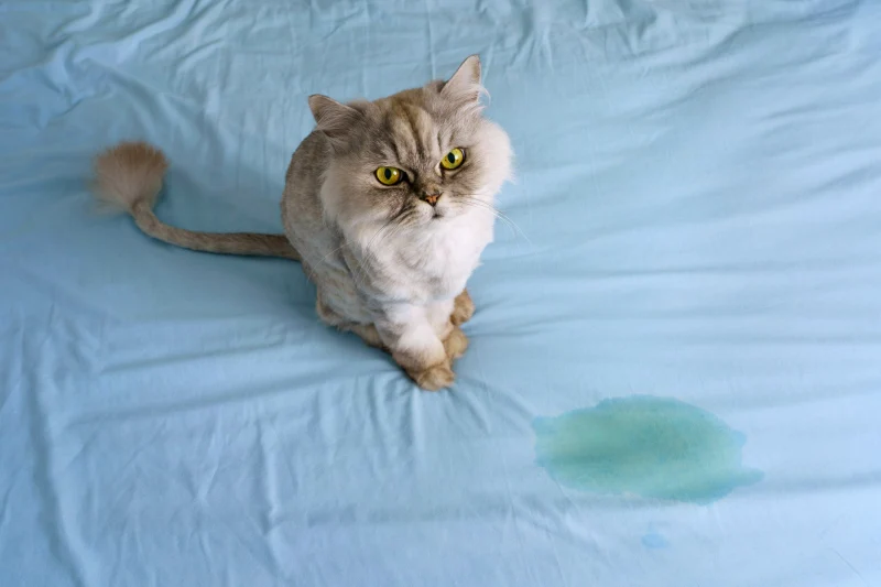 a cat that peed on the blue sheets