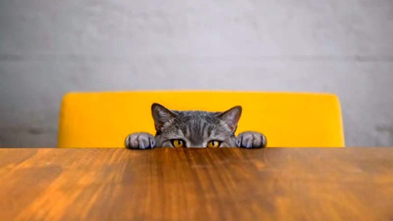 a cat behind a yellow chair table