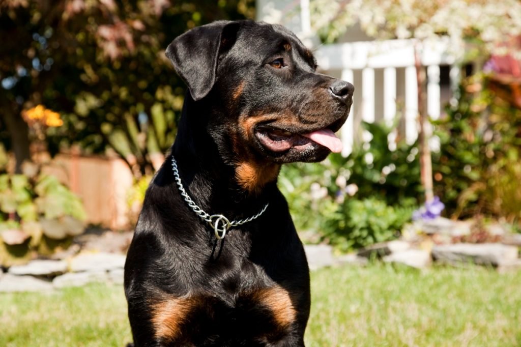 Beautiful Rottweiler family dog ​​sitting in the garden.
