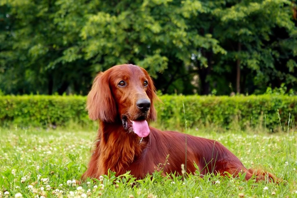 red irish setter dog in summer lying in the park on the grass - picture