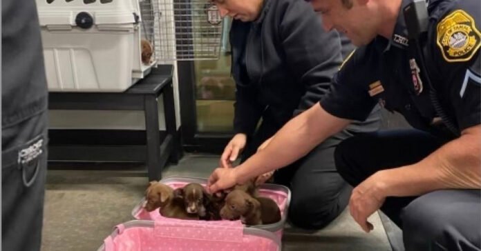 The police make the sad discovery of 6 abandoned puppies inside a suitcase

