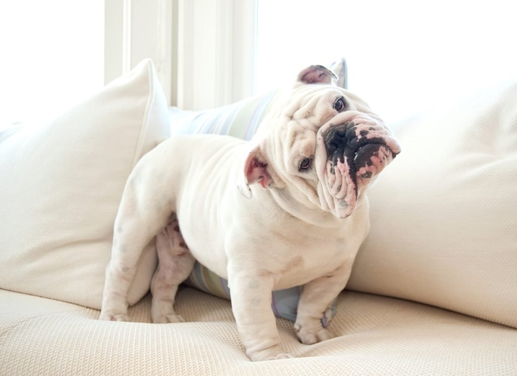 Portrait of an English bulldog on a white couch looking at the camera with a puzzled expression.