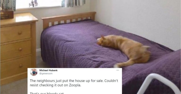 A man accidentally consults an estate sale site and discovers his cat in the pictures