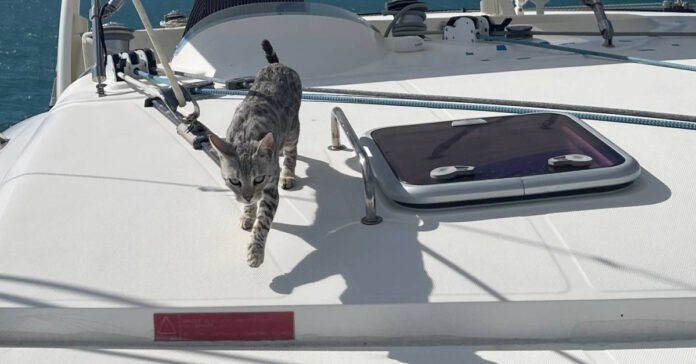  A family loses their cat, who fell from a boat in the Pacific Ocean.  He comes back 10 days later

