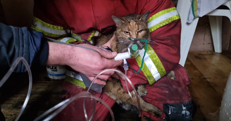 In Oise, the fantastic and touching photo of a cat rescued by firefighters
