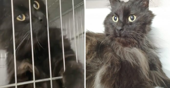 Locked in a cage with no water or food, this cat finds love in a unique place and has a famous godfather (video)

