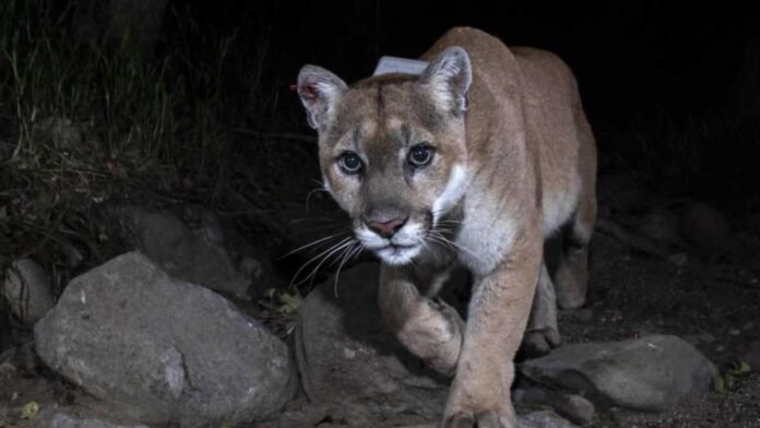 The cougar that killed a chihuahua will be caught

