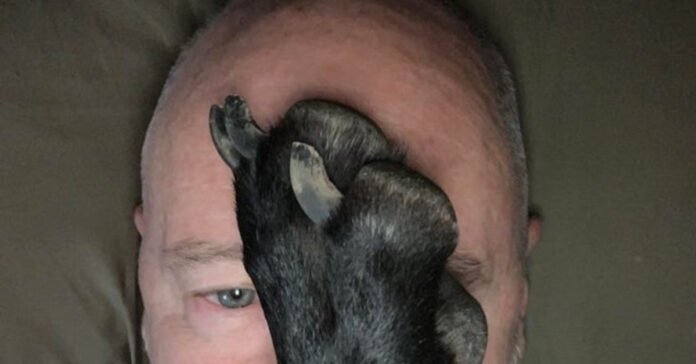 20 Photos of Dogs and Cats Who Have No Concept of the Definition of 