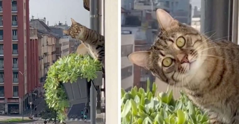 The funny meeting between a cat and its neighbor has fascinated many Internet users (video)