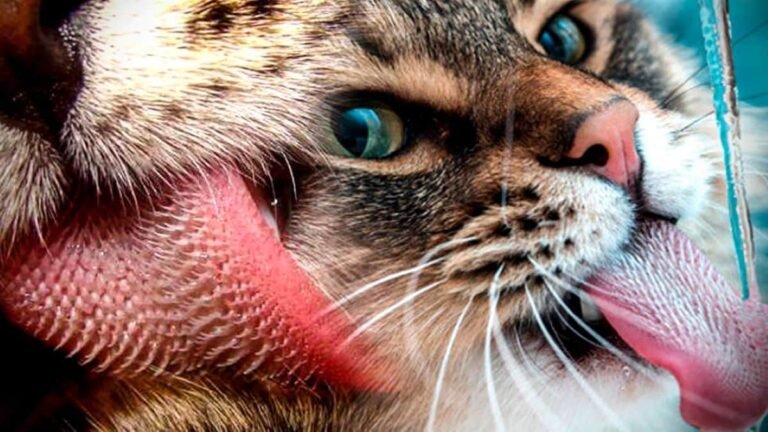 Here’s why cats have thorns on their tongues