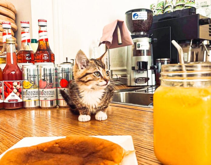 The cat bar on rue des Clarisses is forced to #close and is looking for a buyer

