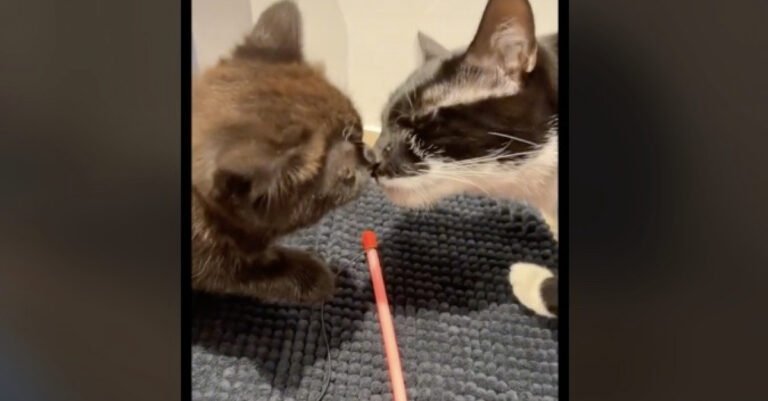A mother cat who has just lost her cub falls in love with a kitten that is not hers (video)