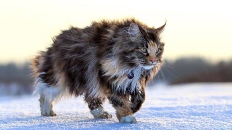 Discover the 5 breeds of cats that look like lions