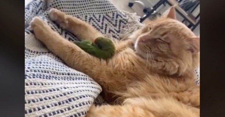 This cat and this parrot have an unlikely friendship!  (video)