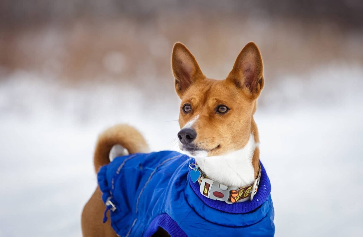 When should you dress your dogs?