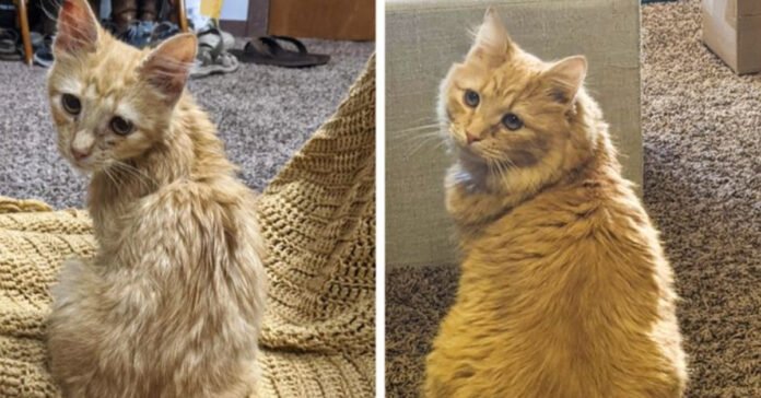 13 before and after photos of animals that show adoption is a rebirth for them

