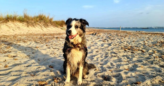 A dog falls on the open sea during a storm, but a miracle will happen

