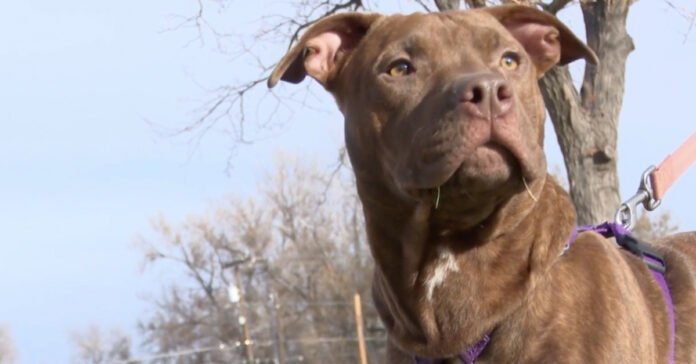 A dog saves the life of his mistress, the victim of an aggression during a walk in a park

