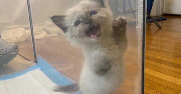 This 3-legged kitten is not afraid of anything and enjoys life like any other cat