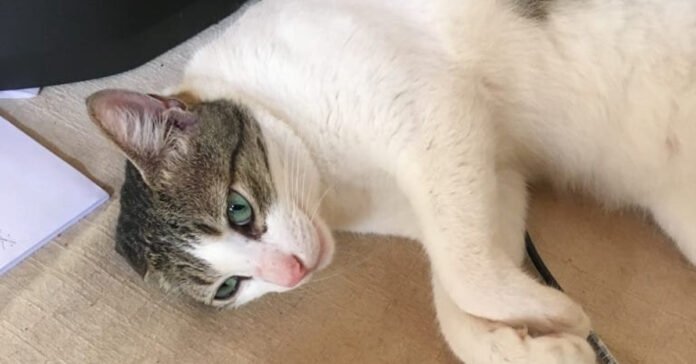 A cat gets lost in an airport, dozens of people mobilize for more than a week to find it

